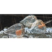 СНЯТО Кафель FANCY_IC декор Д225082 Черн. р-р 50х23 см. _ 1 \8